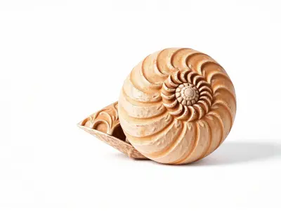 Paper Nautilus Delicate Shell Structure Model Low-poly 3D model