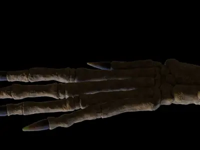 Rabbit foot skeleton 3D model