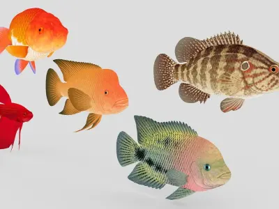 Fish Collection 01 Low-poly 3D model