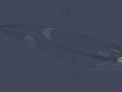 Killer Whale 3D model buy