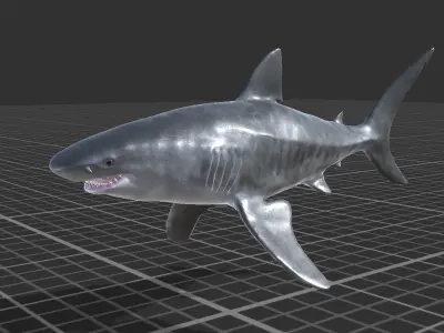 Tiger Shark Low-poly 3D model get