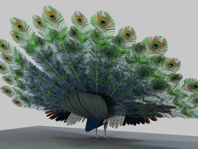 Peacock 3D model buy