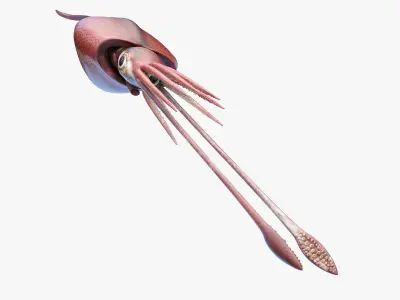 Colossal Squid 3D model