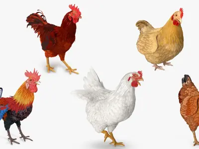 Rooster and Chickens Rigged Collection 2 for Cinema 4D 3D model