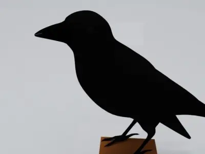 Crow  model 3D model