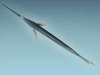 Ballyhoo Fish 3D model
