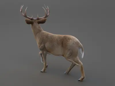 DEER ANIMATED XGEN-CORE 3D model