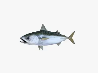 Pacific Chub Mackerel 3D model