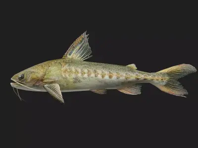 Catfish Low-poly 3D model get