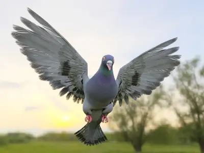 Pigeon Low-poly 3D model buy