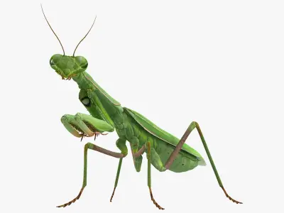  Mantis Religiosa Large Hemimetabolic Insect 