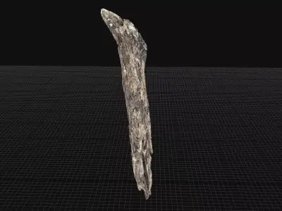 Dry Old Tree trunk wood 3d scan highpoly 3D model