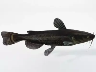 Catfish Low-poly 3D model