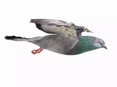 Pigeon Low-poly 3D model 5