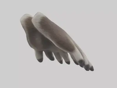 Raccoon Paws Model Low-poly 3D model