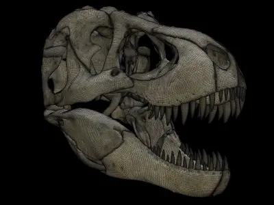 Tyrannosaurus Rex Skull Model 3D model