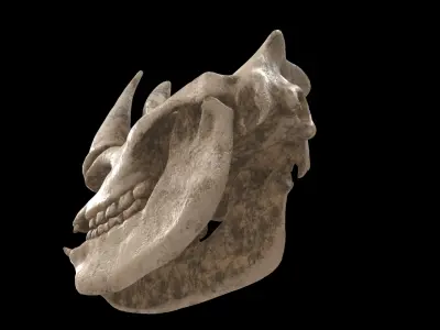 rhino skull 3D model