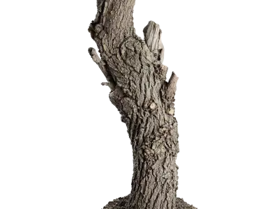  Tall Gnarly Cut Oak Stump Model 