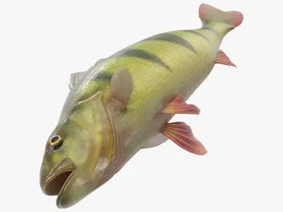  Caught Yellow Perch Fish Lying Pose 