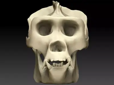 Ape Skull Scan 3D model
