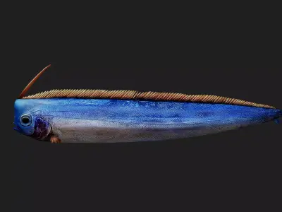 Crestedbandfish Low-poly 3D model