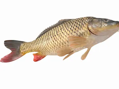 Carp Fish(Animated) 3D model