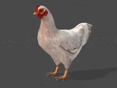 White Hen chicken Animated Low-poly 3D model