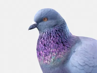 Pigeon 3D model purchase