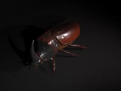 Rhinoceros beetle Low-poly 3D model