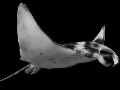 Manta Ray 3D model get