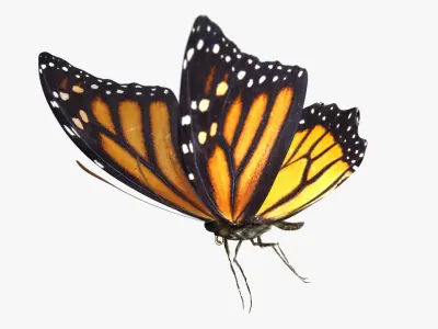 3D Tiger Monarch Butterfly 3D model