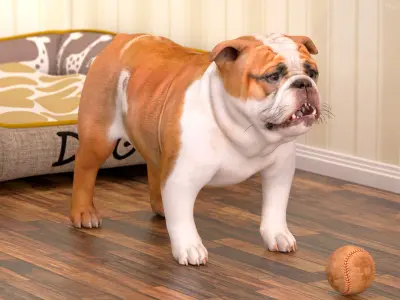 Bulldog Rigged for Maya 3D model