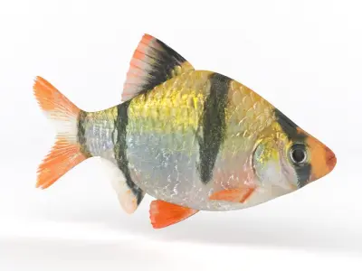 Tiger Barb Fish 3D model get