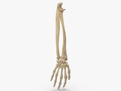 Real Human Hand Ulna and Radius Bones Anatomy 01 3D model