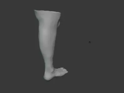 Leg Model No Textures 3D model purchase