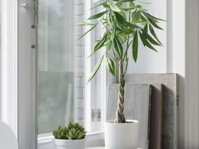  Money Tree Plant Model 
