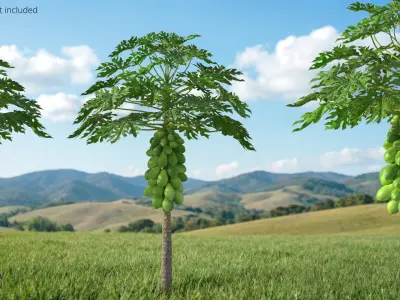 Papaya Tree with Unripe Fruit Cluster Green 3D model