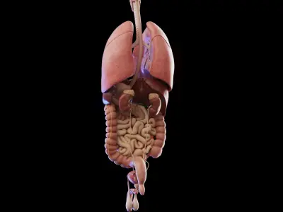 Human Male Organs 3D model