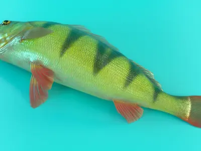  Caught Yellow Perch Fish Lying Pose 