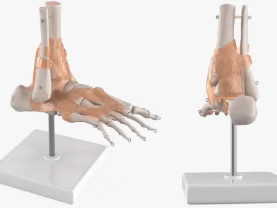  Anatomical Foot Structure with Muscle and Bone System Rigged for Maya 