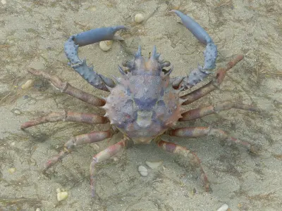 Marine Invertebrates 3D model