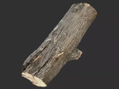 Sawn tree trunk wood 3d scan highpoly 3D model