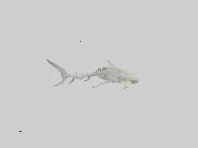 Tiger Shark Skeleton model 3D model