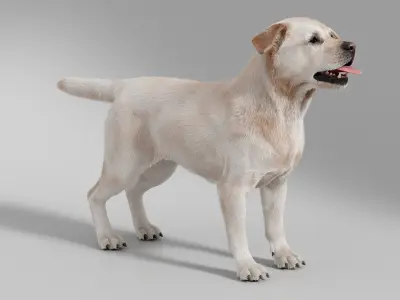  Dog Retriever No Rig 