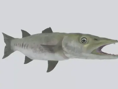 Barracuda fish Free low-poly 3D model