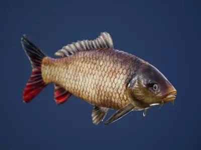 Carp with Swimming Animation Low-poly 3D model