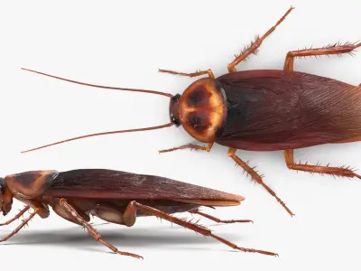 Cockroach Rigged for Cinema 4D 3D model