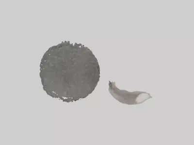 Koala Tail Low-poly 3D model