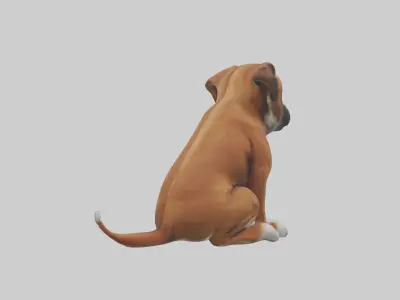Sitting Boxer model Low-poly 3D model