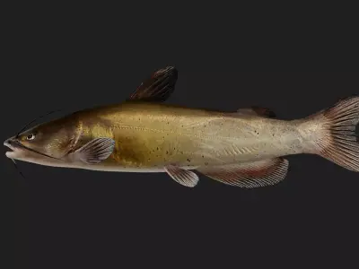 Catfish Low-poly 3D model 2
